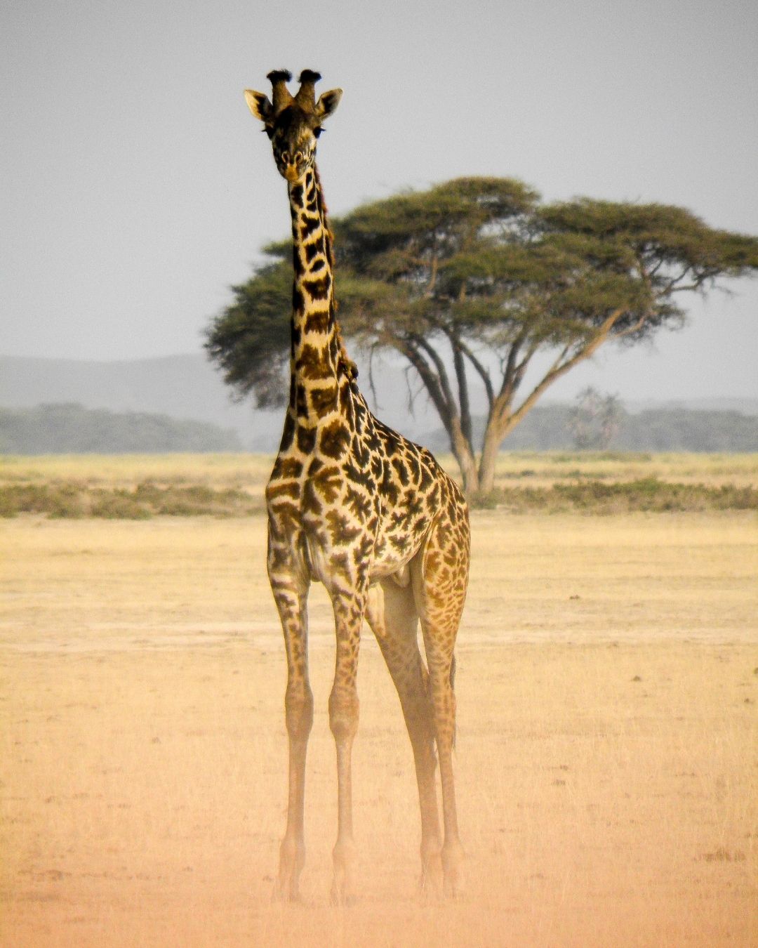 Girafe dans la savane, prendre de la hauteur